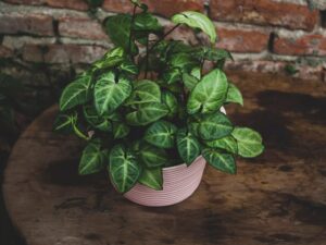 margaritas, jarrón, flores, margaritas blancas, flores blancas, florero, arreglo floral, rústico, racimo, racimo de flores, florecer, bloom, flores, flores, flores, flores, flores, flores blancas